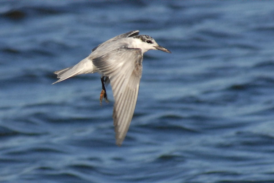 Whiskered Tern (Chlidonias hybridus)